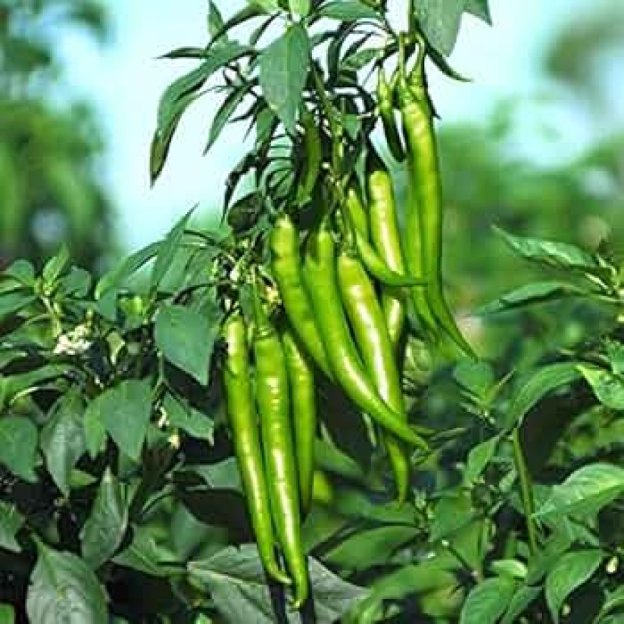 Chilli-Jeeva